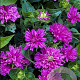 Monarda 'Acpetdel' GM P9