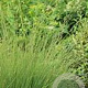 Molinia arund. 'Fontäne' GM P9