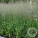 Molinia arund. 'Transparent' GM P9