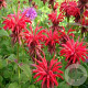 Monarda 'Panorama Red Shades' GM P9