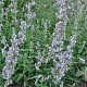 Nepeta 'Gletschereis' GM P9