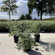 Nepeta racemosa 'Snowflake' GM P9
