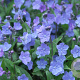 Omphalodes capp. 'Cherry Ingram' GM P9