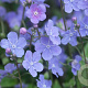 Omphalodes capp. 'Cherry Ingram' GM P9