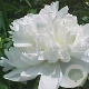 Paeonia (LD) 'Duchesse de Nemours' GM P9