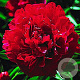 Paeonia (LD) 'Karl Rosenfield' GM P9
