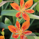 Pardancanda norrisii GM P9