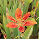 Pardancanda norrisii GM P9