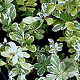 Pachysandra term. 'Variegata' GM P9