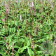 Persicaria a. Alba Junior GM P9