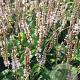 Persicaria a. Alba Junior GM P9