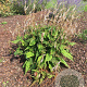 Persicaria a. Alba Junior GM P9