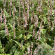 Persicaria a. Alba Junior GM P9