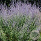 Perovskia atriplicifolia GM P9