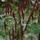 Persicaria a. 'Vesuvius' GM P9
