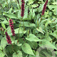 Persicaria a. 'Vesuvius' GM P9