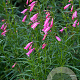 Penstemon 'Evelyn' GM P9