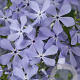 Phlox div. 'Clouds of Perfume' GM P9