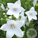 Platycodon grand. 'Astra White' GM P9