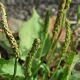 Plantago major GM P9