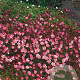Saxifraga (A) 'Blütenteppich' GM P9