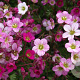 Saxifraga (A) 'Blütenteppich' GM P9