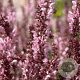 Salvia nem. 'Rose Queen' GM P9