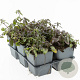 Saponaria ocymoides GM P9