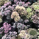 Sedum t. Seduction Yellow Delicat GM P9