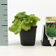 Tellima grandiflora GM P9