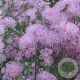 Thalictrum a. 'Thundercloud' GM P9