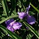 Tradescantia (A) 'Charlotte' GM P9
