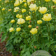 Trollius 'Cheddar' GM P9