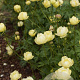 Trollius 'Cheddar' GM P9