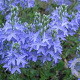 Veronica austriaca GM P9