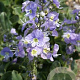 Veronica kemulariae GM P9