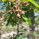Amelanchier lamarckii 175-200 cm container meerstammig
