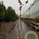Cercis can. 'Forest Pansy' 175-200 cm container meerstammig