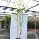 Acer capillipes 200-250 cm 50L