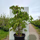 Aesculus parviflora 125-150 cm 20L