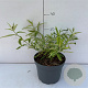 Buddleja davidii 'Magda's Gold Knight' 30-40 cm 3,5L