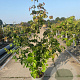 Cornus k. 'Rosemoore Pink' 125-150 cm 20L