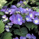 Hydrangea m. 'Zorro' 60-80 cm 20L breed