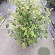 Viburnum plic. 'Summer Snowflake' 80-100 cm 20L