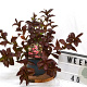 Weigela 'Minuet' 40-60 cm 3,0L