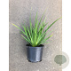 Libertia grandiflora GM 1.5