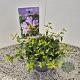Abelia 'Edward Goucher' 20-25 cm 2,5L