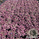 Ajuga reptans 'Burgundy Glow' GM 2,0L