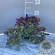 Ajuga reptans 'Burgundy Glow' GM 2,0L