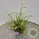Allium 'Millenium' 25-30 cm C1.5